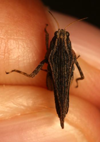 Réf. 192 529 : Tetrix subulata